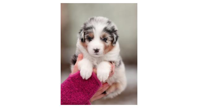 Щенки папийона (папильона) в питомнике Бон Плезир Щенки папийона (папильона) в питомнике Бон Плезир