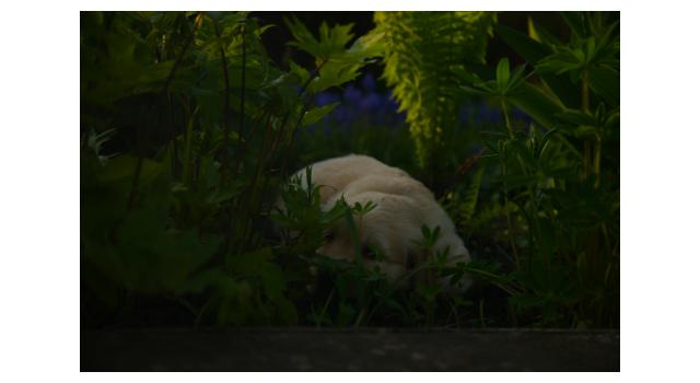 Щенки папийона (папильона) в питомнике Бон Плезир Щенки папийона (папильона) в питомнике Бон Плезир