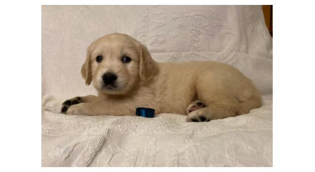 Щенки папийона (папильона) в питомнике Бон Плезир Щенки папийона (папильона) в питомнике Бон Плезир