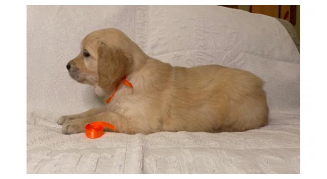 Щенки папийона (папильона) в питомнике Бон Плезир Щенки папийона (папильона) в питомнике Бон Плезир