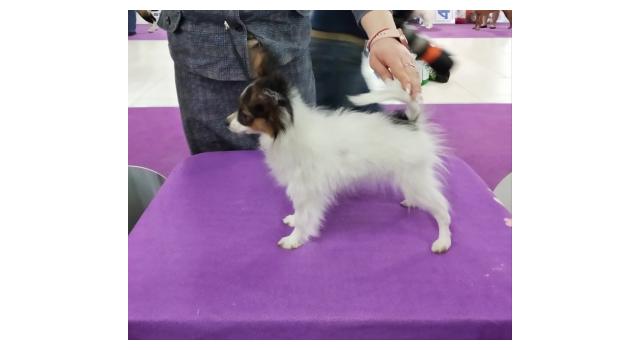 Щенки папийона (папильона) в питомнике Бон Плезир Щенки папийона (папильона) в питомнике Бон Плезир