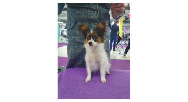 Щенки папийона (папильона) в питомнике Бон Плезир Щенки папийона (папильона) в питомнике Бон Плезир