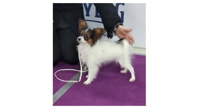 Щенки папийона (папильона) в питомнике Бон Плезир Щенки папийона (папильона) в питомнике Бон Плезир