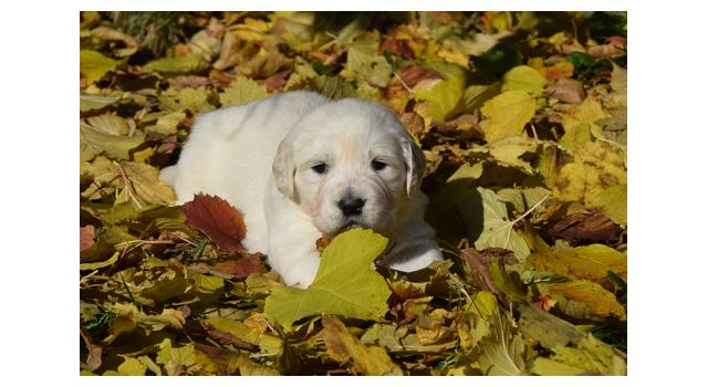 Щенки папийона (папильона) в питомнике Бон Плезир Щенки папийона (папильона) в питомнике Бон Плезир