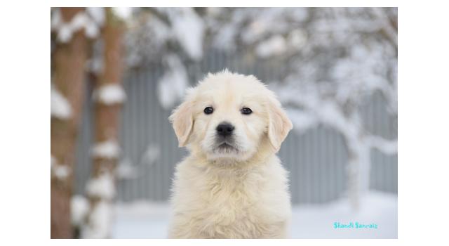 Щенки папийона (папильона) в питомнике Бон Плезир Щенки папийона (папильона) в питомнике Бон Плезир