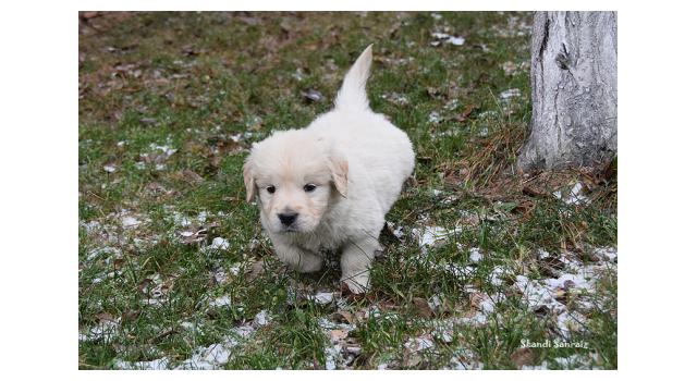 Щенки папийона (папильона) в питомнике Бон Плезир Щенки папийона (папильона) в питомнике Бон Плезир