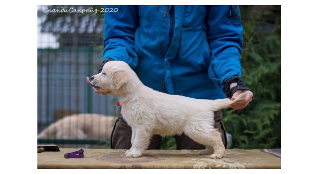 Щенки папийона (папильона) в питомнике Бон Плезир Щенки папийона (папильона) в питомнике Бон Плезир