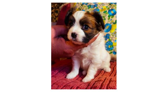 Щенки папийона (папильона) в питомнике Бон Плезир Щенки папийона (папильона) в питомнике Бон Плезир