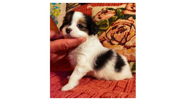 Щенки папийона (папильона) в питомнике Бон Плезир Щенки папийона (папильона) в питомнике Бон Плезир