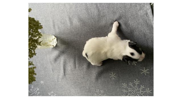 Щенки папийона (папильона) в питомнике Бон Плезир Щенки папийона (папильона) в питомнике Бон Плезир