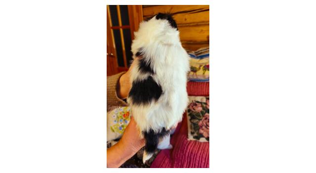 Щенки папийона (папильона) в питомнике Бон Плезир Щенки папийона (папильона) в питомнике Бон Плезир