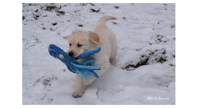Щенки папийона (папильона) в питомнике Бон Плезир Щенки папийона (папильона) в питомнике Бон Плезир