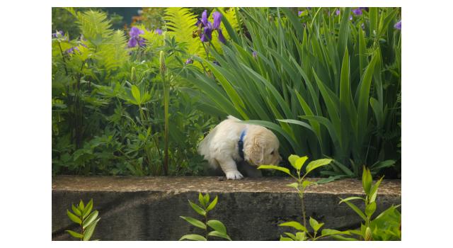 Щенки папийона (папильона) в питомнике Бон Плезир Щенки папийона (папильона) в питомнике Бон Плезир
