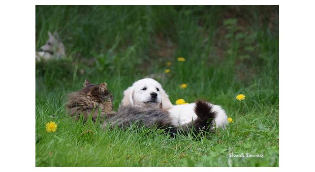 Puppies of papillon in Bon Plaisir Kennel Puppies of papillon in Bon Plaisir Kennel
