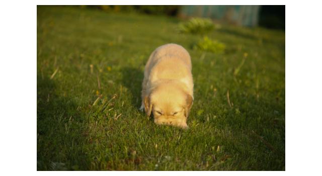 Щенки папийона (папильона) в питомнике Бон Плезир Щенки папийона (папильона) в питомнике Бон Плезир