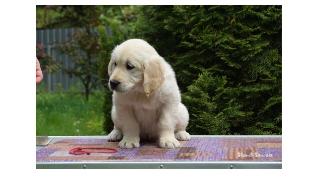 Puppies of papillon in Bon Plaisir Kennel Puppies of papillon in Bon Plaisir Kennel