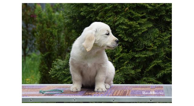Puppies of papillon in Bon Plaisir Kennel Puppies of papillon in Bon Plaisir Kennel