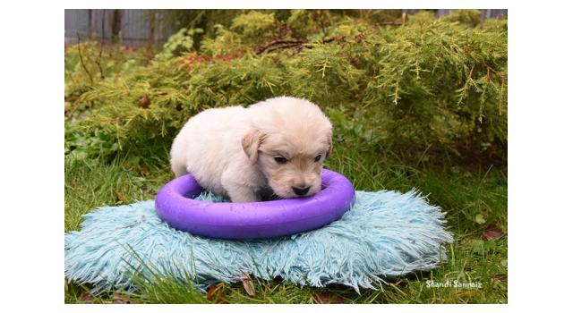 Щенки папийона (папильона) в питомнике Бон Плезир Щенки папийона (папильона) в питомнике Бон Плезир