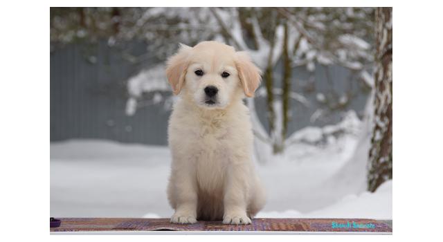 Щенки папийона (папильона) в питомнике Бон Плезир Щенки папийона (папильона) в питомнике Бон Плезир
