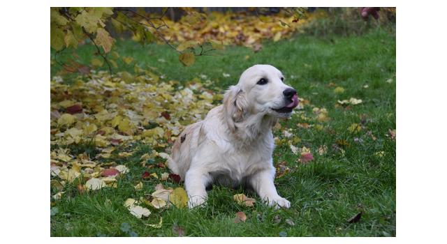 Щенки папийона (папильона) в питомнике Бон Плезир Щенки папийона (папильона) в питомнике Бон Плезир