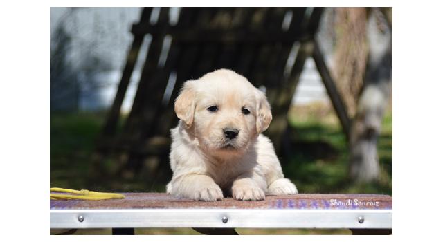 Puppies of papillon in Bon Plaisir Kennel Puppies of papillon in Bon Plaisir Kennel