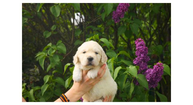 Щенки папийона (папильона) в питомнике Бон Плезир Щенки папийона (папильона) в питомнике Бон Плезир
