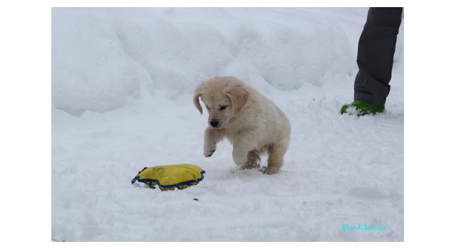 Щенки папийона (папильона) в питомнике Бон Плезир Щенки папийона (папильона) в питомнике Бон Плезир