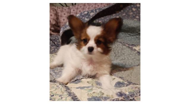 Щенки папийона (папильона) в питомнике Бон Плезир Щенки папийона (папильона) в питомнике Бон Плезир