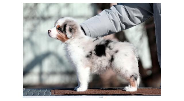 Щенки папийона (папильона) в питомнике Бон Плезир Щенки папийона (папильона) в питомнике Бон Плезир