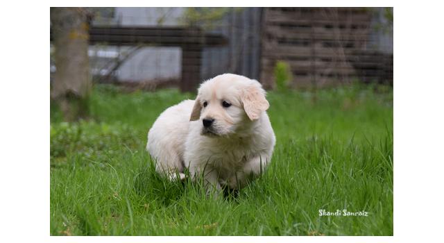 Puppies of papillon in Bon Plaisir Kennel Puppies of papillon in Bon Plaisir Kennel
