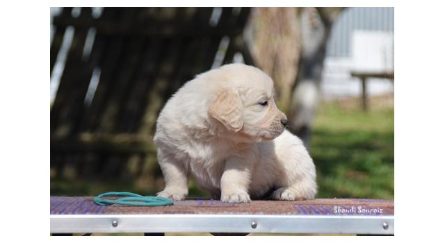 Puppies of papillon in Bon Plaisir Kennel Puppies of papillon in Bon Plaisir Kennel