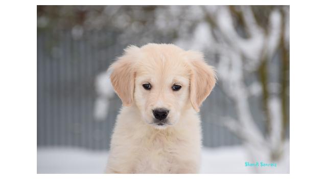 Щенки папийона (папильона) в питомнике Бон Плезир Щенки папийона (папильона) в питомнике Бон Плезир