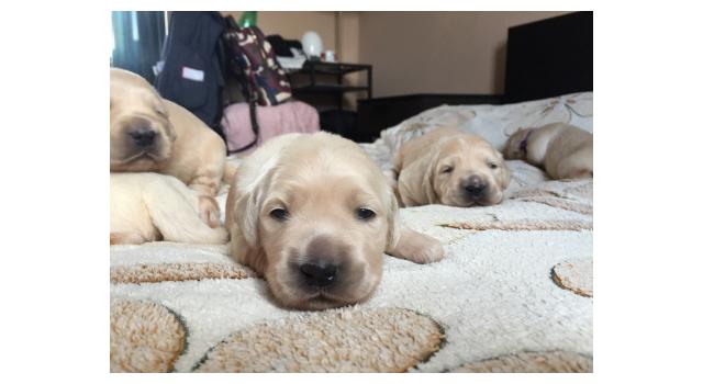 Щенки папийона (папильона) в питомнике Бон Плезир Щенки папийона (папильона) в питомнике Бон Плезир