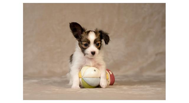 Щенки папийона (папильона) в питомнике Бон Плезир Щенки папийона (папильона) в питомнике Бон Плезир