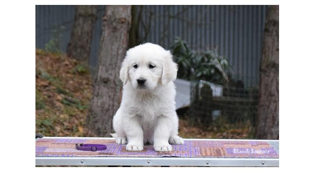 Щенки папийона (папильона) в питомнике Бон Плезир Щенки папийона (папильона) в питомнике Бон Плезир
