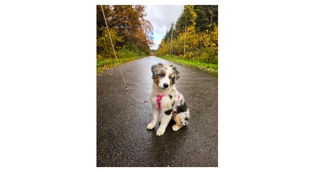 Щенки папийона (папильона) в питомнике Бон Плезир Щенки папийона (папильона) в питомнике Бон Плезир