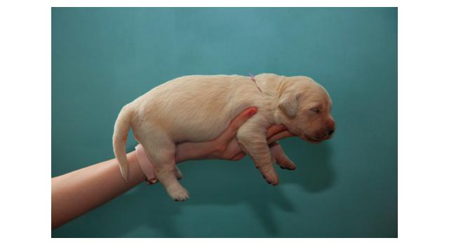 Щенки папийона (папильона) в питомнике Бон Плезир Щенки папийона (папильона) в питомнике Бон Плезир