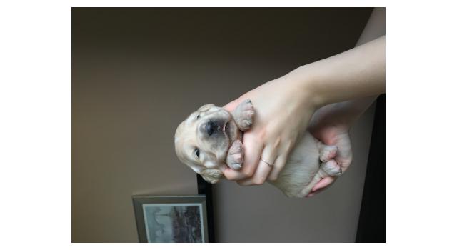 Щенки папийона (папильона) в питомнике Бон Плезир Щенки папийона (папильона) в питомнике Бон Плезир