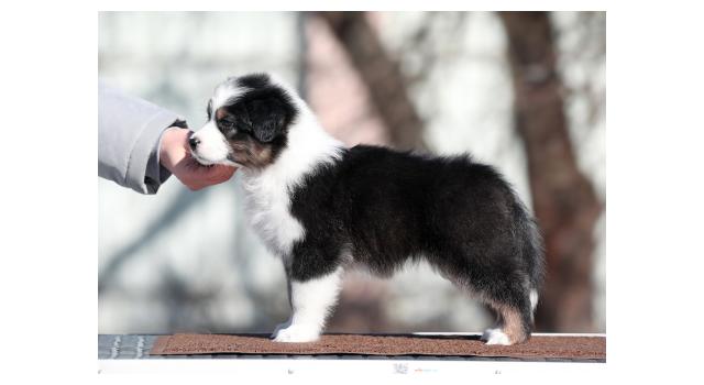 Щенки папийона (папильона) в питомнике Бон Плезир Щенки папийона (папильона) в питомнике Бон Плезир