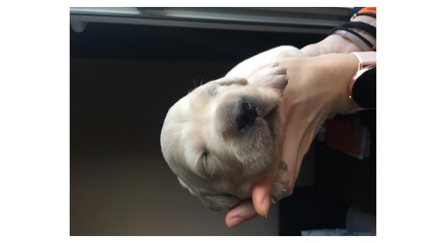 Щенки папийона (папильона) в питомнике Бон Плезир Щенки папийона (папильона) в питомнике Бон Плезир