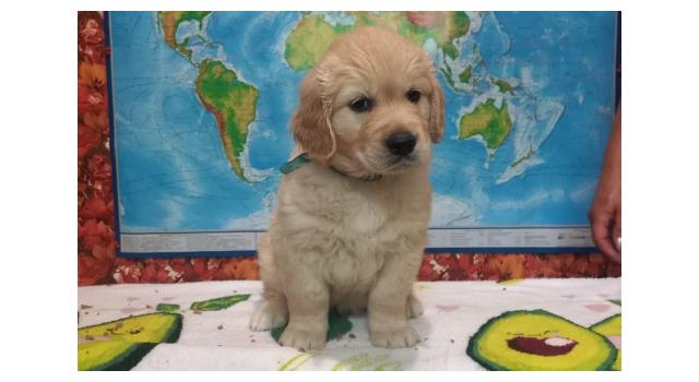 Щенки папийона (папильона) в питомнике Бон Плезир Щенки папийона (папильона) в питомнике Бон Плезир