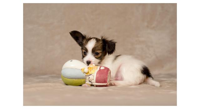Щенки папийона (папильона) в питомнике Бон Плезир Щенки папийона (папильона) в питомнике Бон Плезир