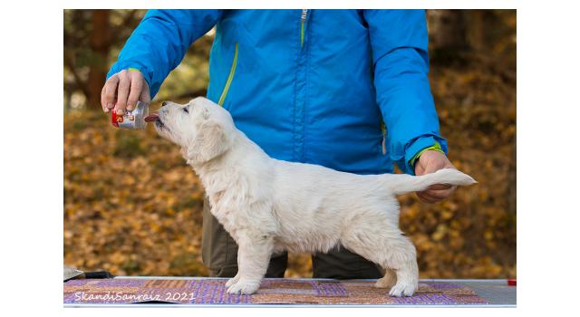 Щенки папийона (папильона) в питомнике Бон Плезир Щенки папийона (папильона) в питомнике Бон Плезир