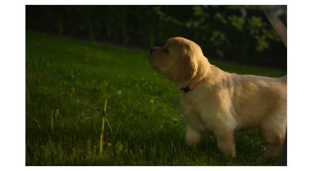 Щенки папийона (папильона) в питомнике Бон Плезир Щенки папийона (папильона) в питомнике Бон Плезир