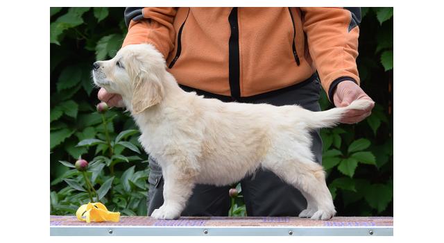 Щенки папийона (папильона) в питомнике Бон Плезир Щенки папийона (папильона) в питомнике Бон Плезир