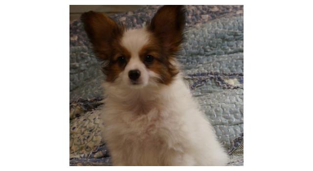 Щенки папийона (папильона) в питомнике Бон Плезир Щенки папийона (папильона) в питомнике Бон Плезир