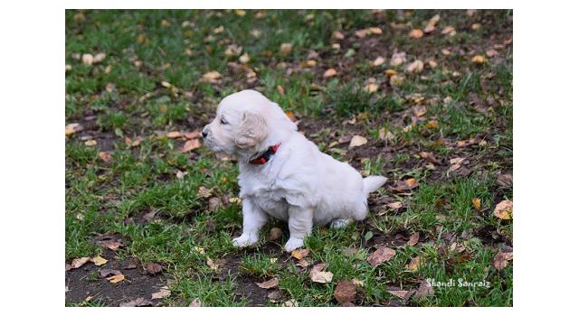 Щенки папийона (папильона) в питомнике Бон Плезир Щенки папийона (папильона) в питомнике Бон Плезир