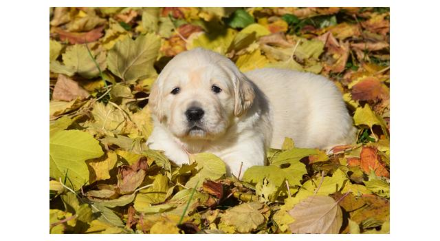Щенки папийона (папильона) в питомнике Бон Плезир Щенки папийона (папильона) в питомнике Бон Плезир