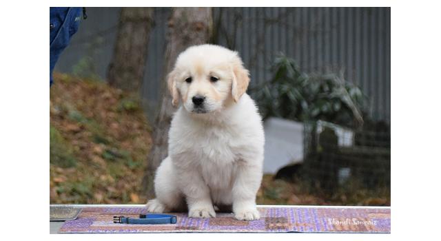 Щенки папийона (папильона) в питомнике Бон Плезир Щенки папийона (папильона) в питомнике Бон Плезир