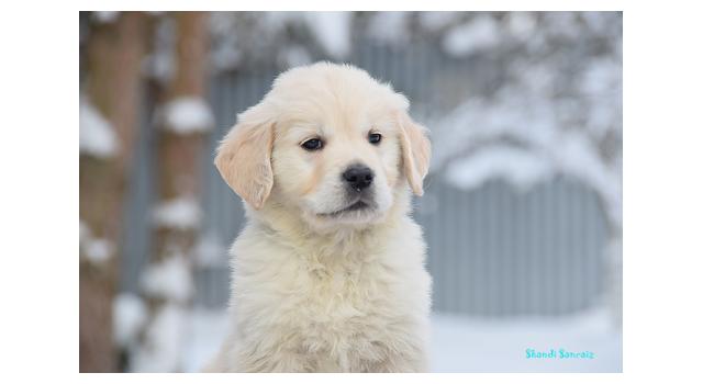 Щенки папийона (папильона) в питомнике Бон Плезир Щенки папийона (папильона) в питомнике Бон Плезир